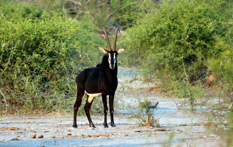 08 - Botswana - antilope Sable - parque nacional de Chobe